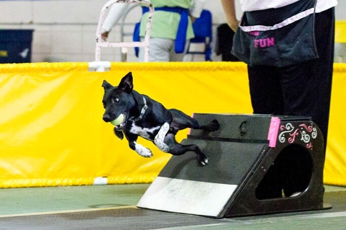 Flyball. Flyball Un Guide Pour Debutants